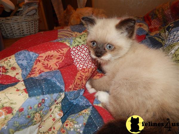 prosperity cattery Picture 2